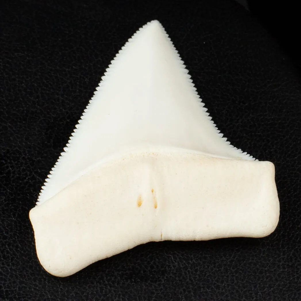 Carcharodon Carcharias: Il Fascino Eterno dello Squalo Bianco