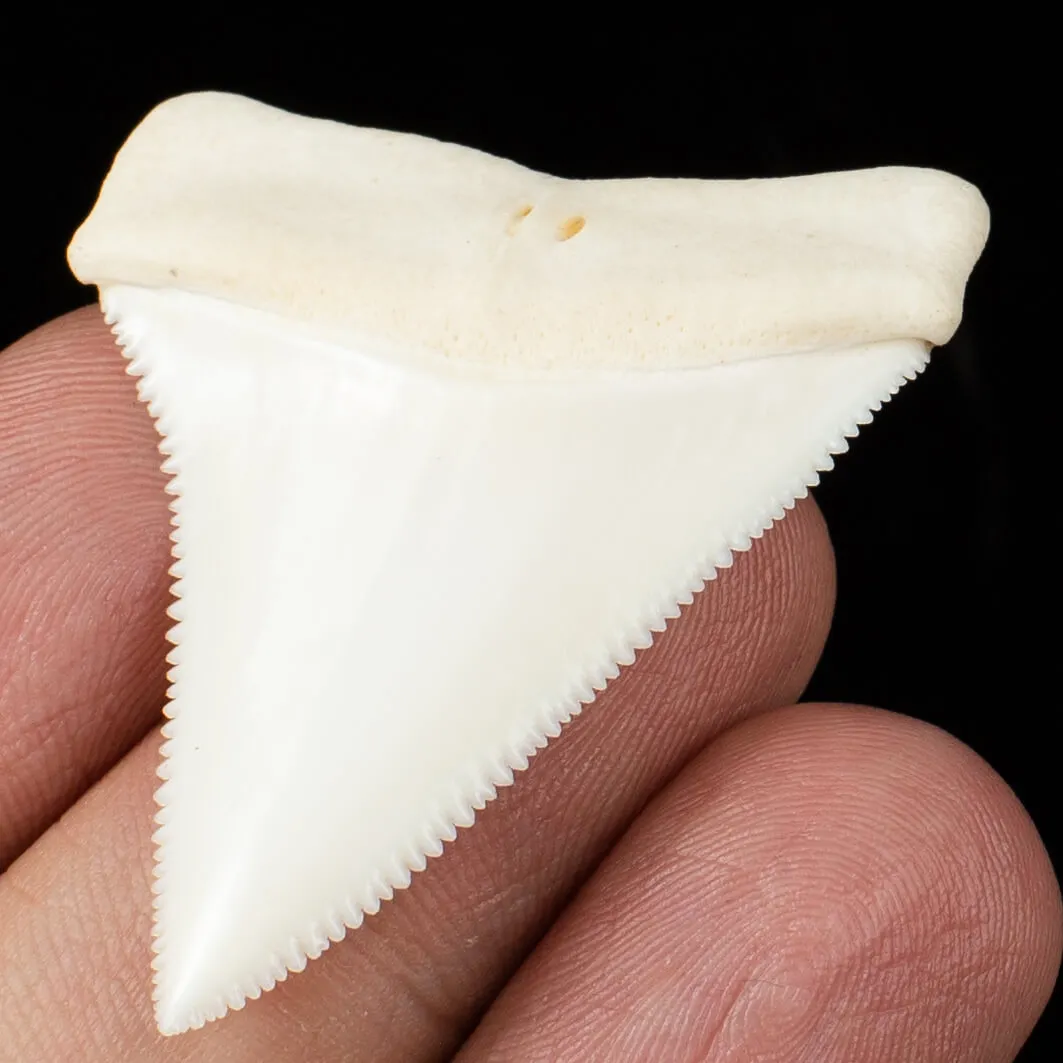 Carcharodon Carcharias: Il Fascino Eterno dello Squalo Bianco
