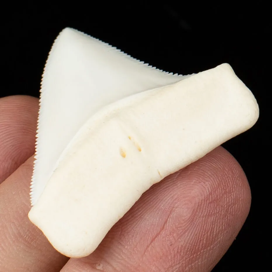 Carcharodon Carcharias: Il Fascino Eterno dello Squalo Bianco