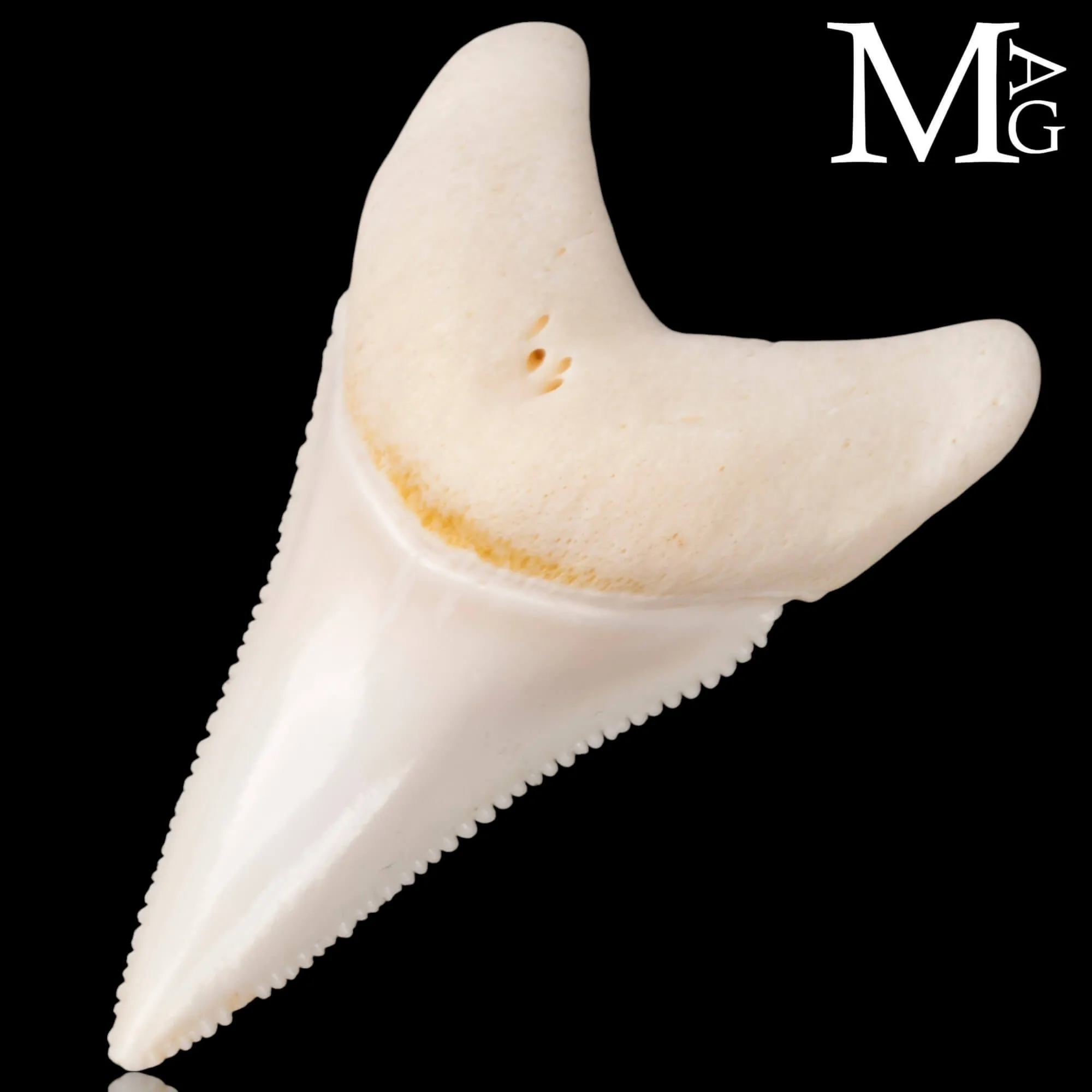 Dente di Squalo Bianco – Superiore Laterale Anteriore Sinistro