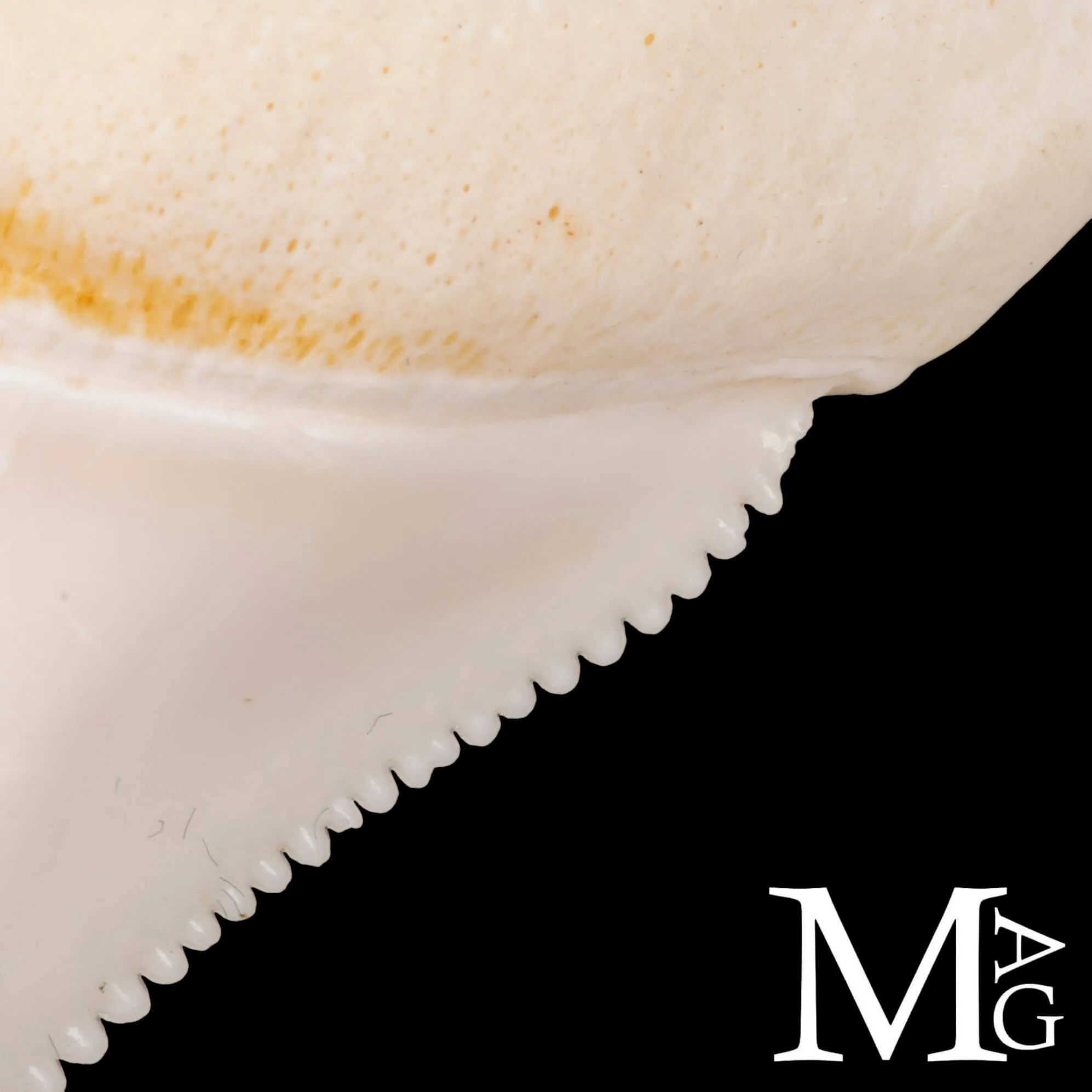 Dente di Squalo Bianco – Superiore Laterale Anteriore Sinistro