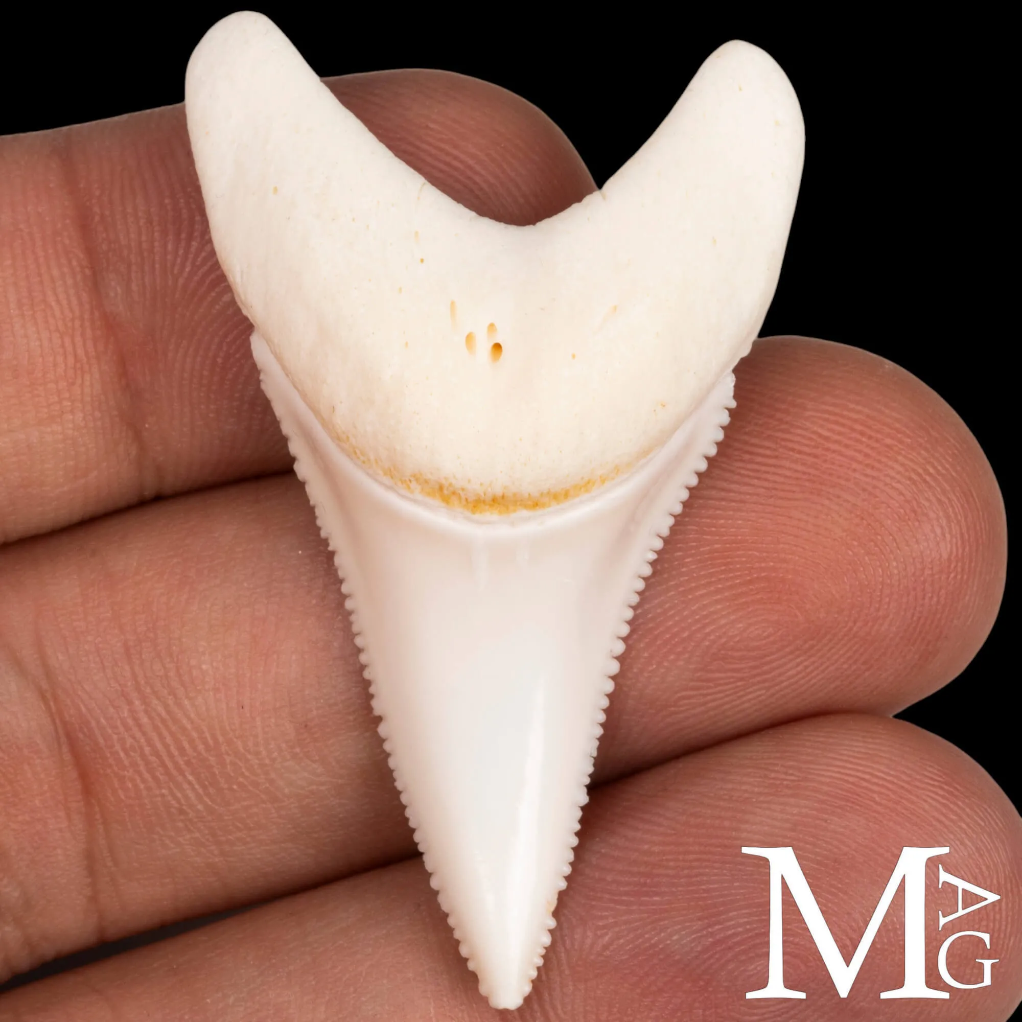 Dente di Squalo Bianco – Superiore Laterale Anteriore Sinistro