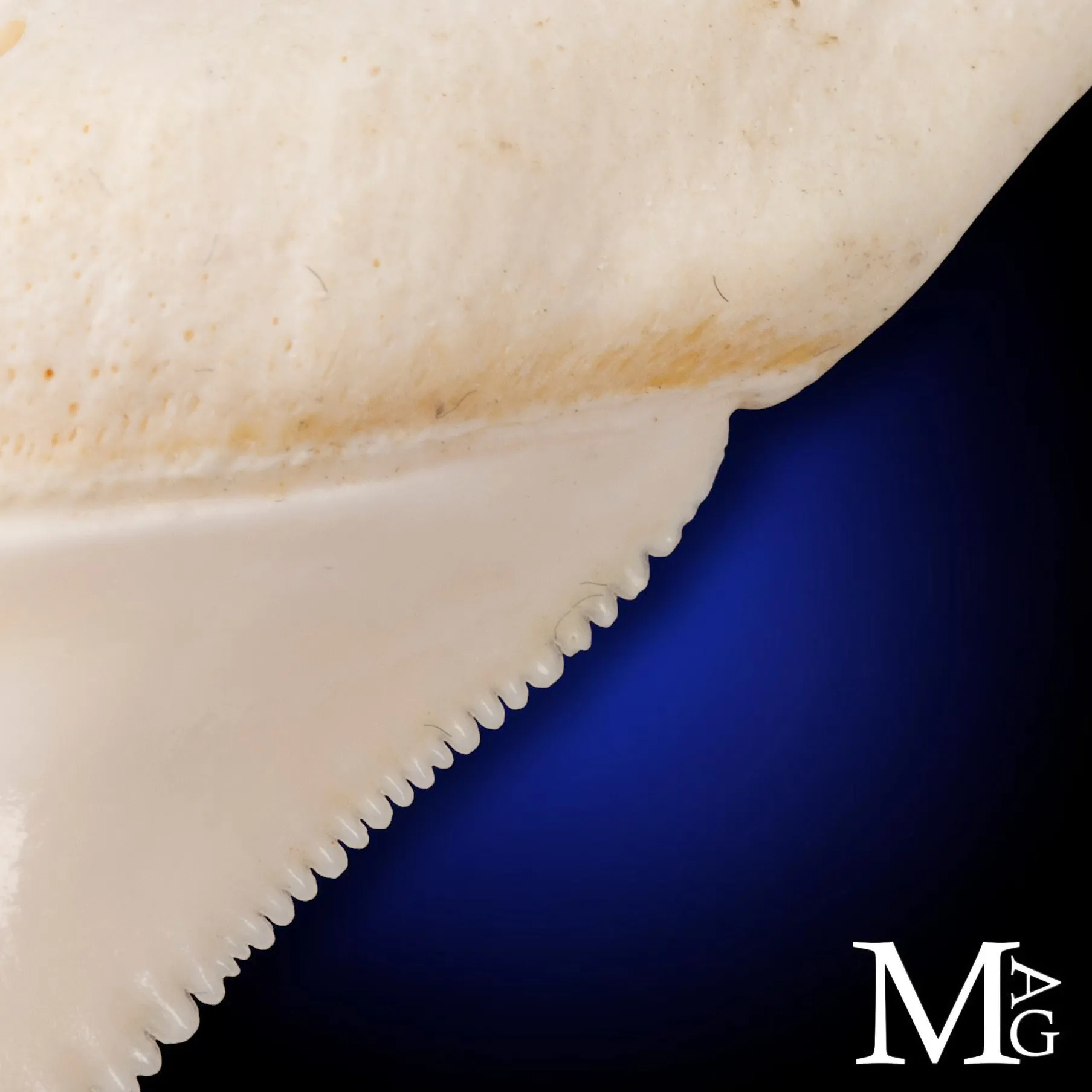Dente di Squalo Bianco - L1 della Mascella Superiore Sinistra – 50 mm