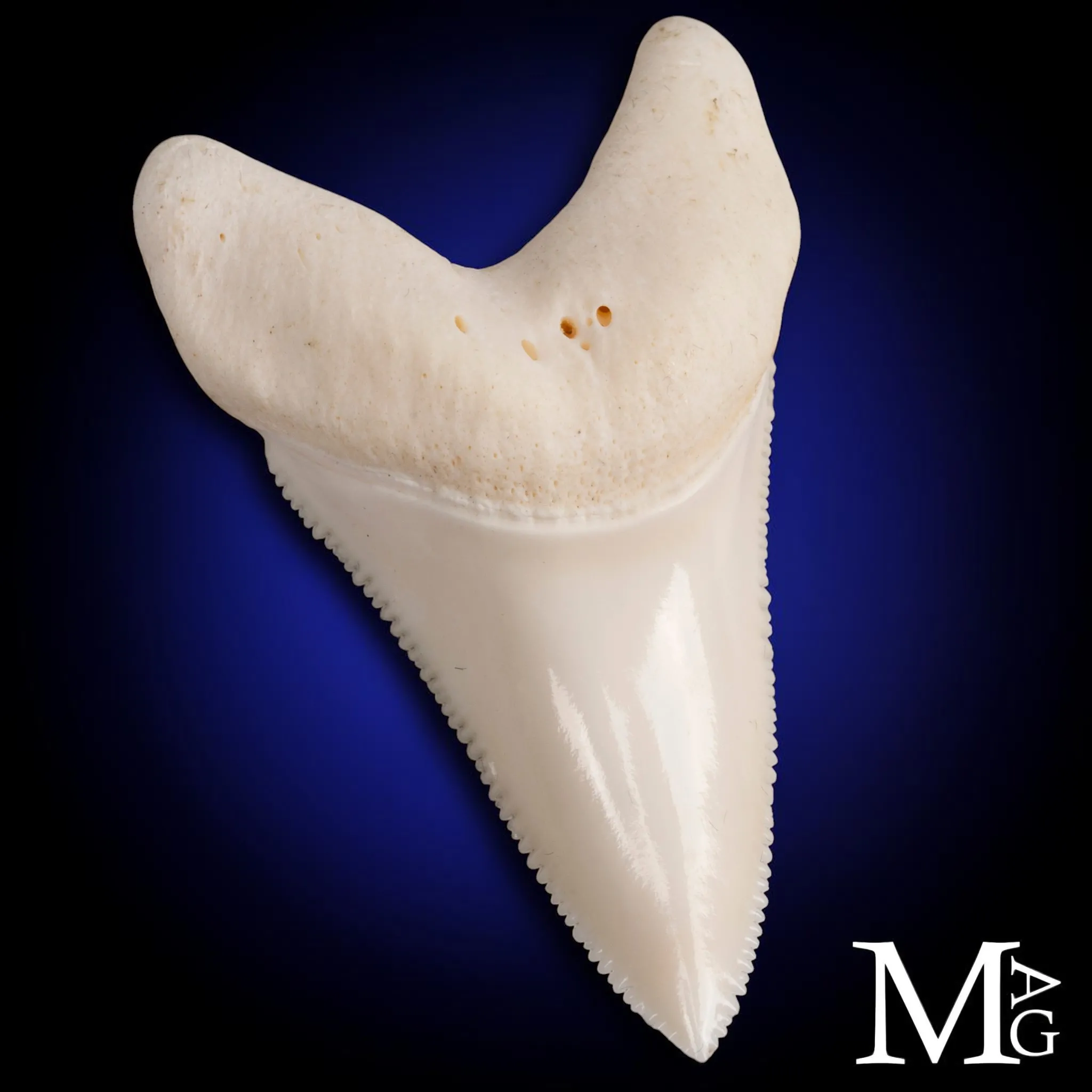 Dente di Squalo Bianco - L1 della Mascella Superiore Sinistra – 50 mm