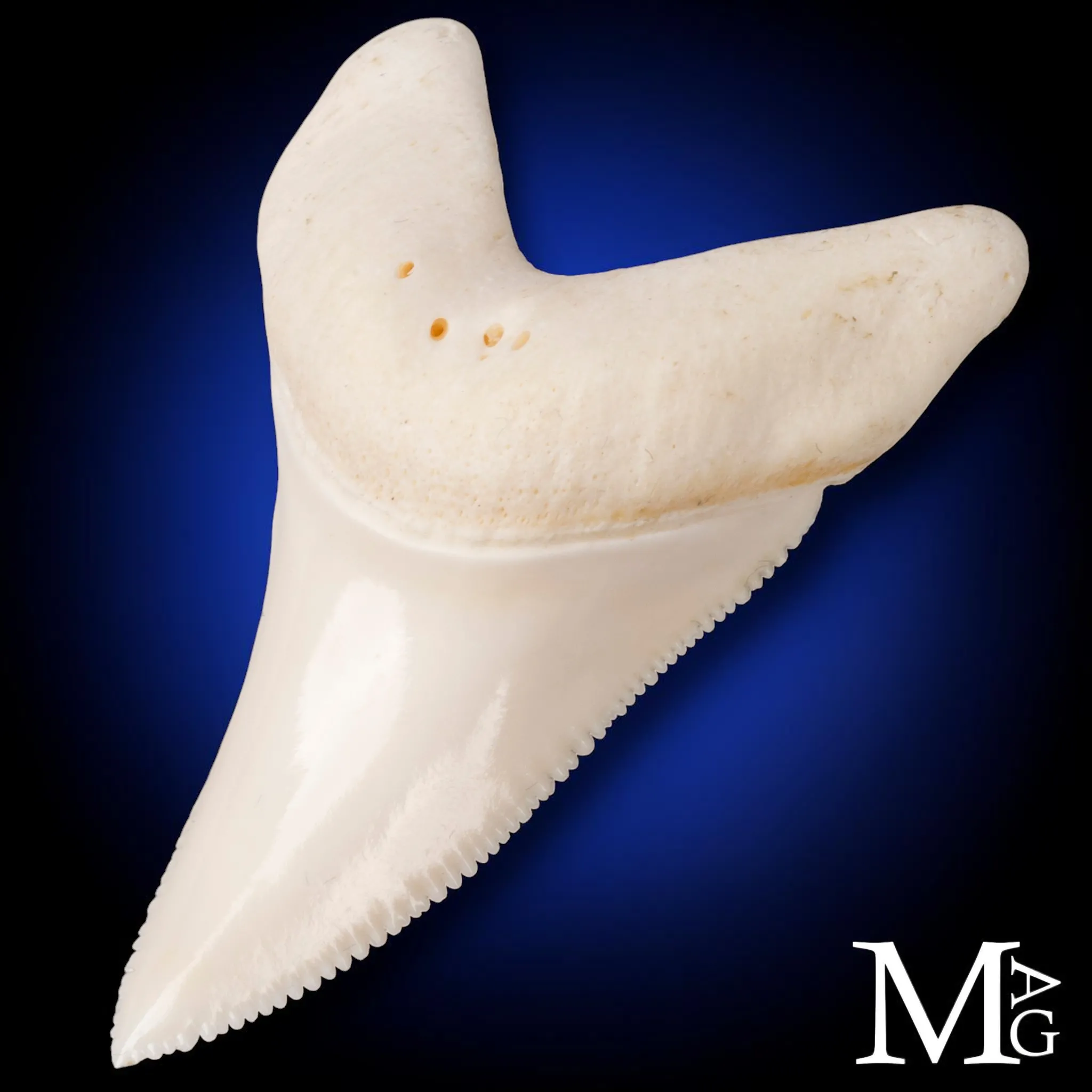 Dente di Squalo Bianco - L1 della Mascella Superiore Sinistra – 50 mm