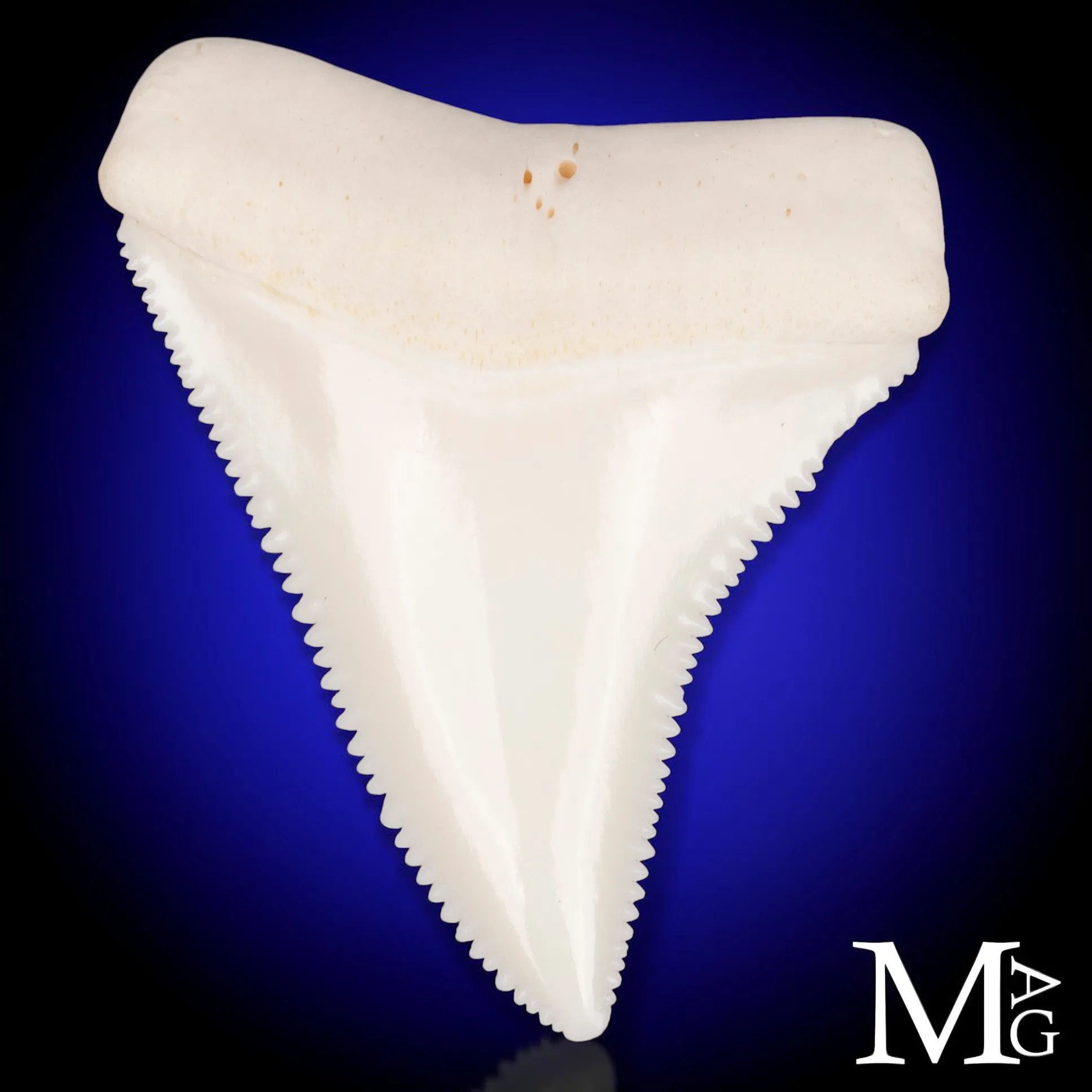 Grande Squalo Bianco - Dente A2 Superiore Sinistro – 46,5 mm