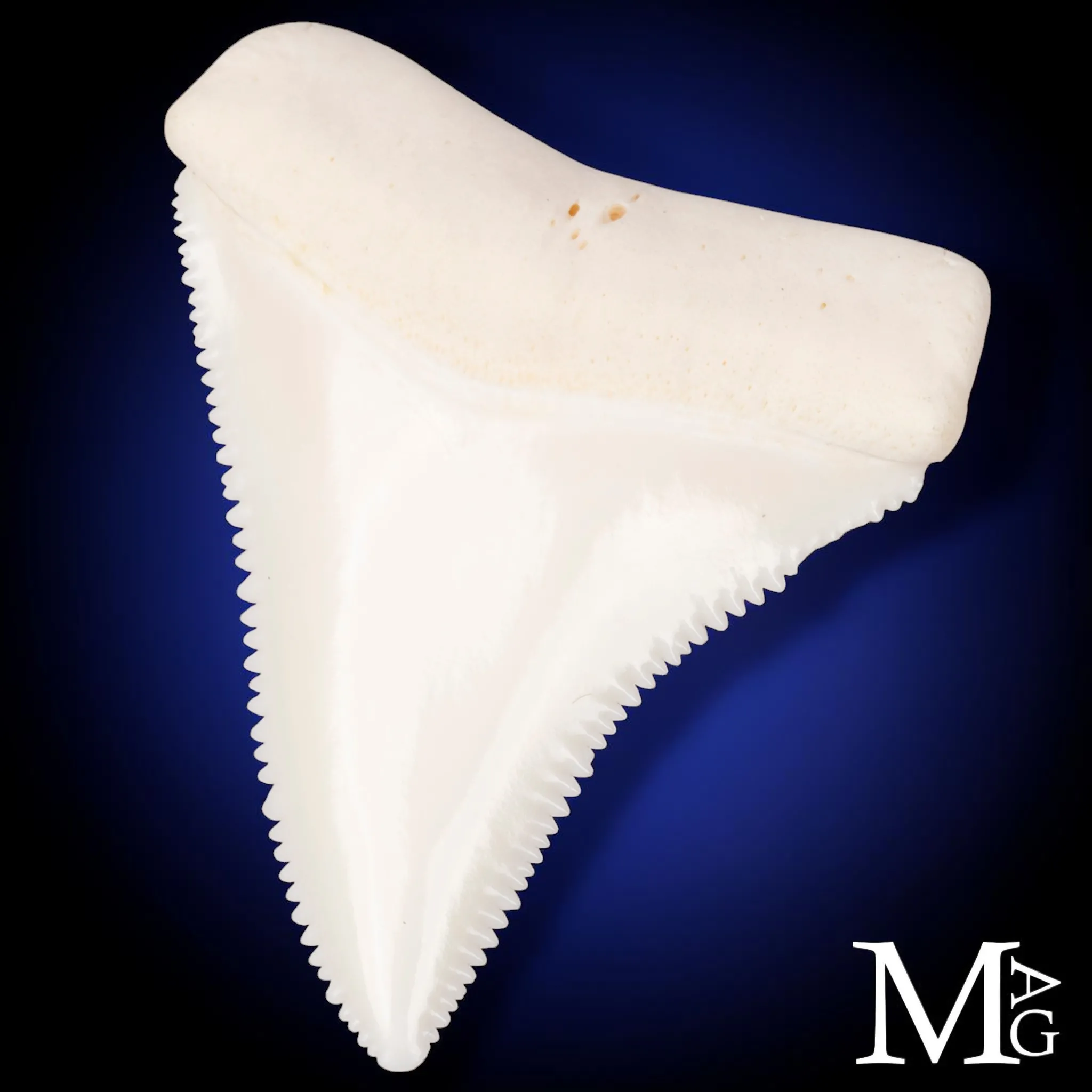 Grande Squalo Bianco - Dente A2 Superiore Sinistro – 46,5 mm