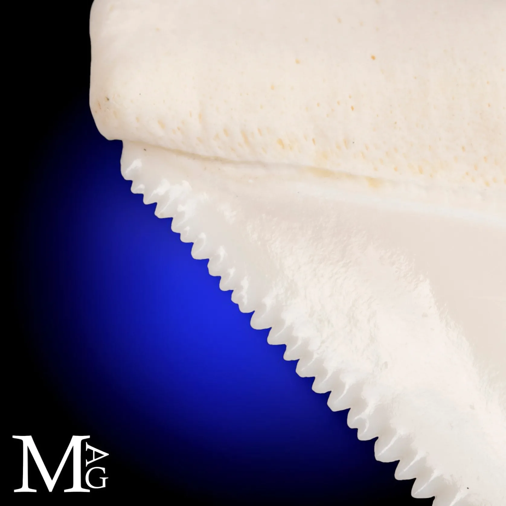 Grande Squalo Bianco - Dente A2 Superiore Sinistro – 46,5 mm