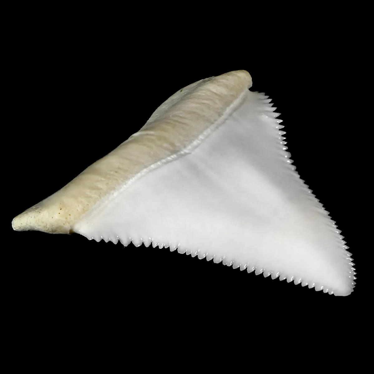 Dente Di Squalo Bianco