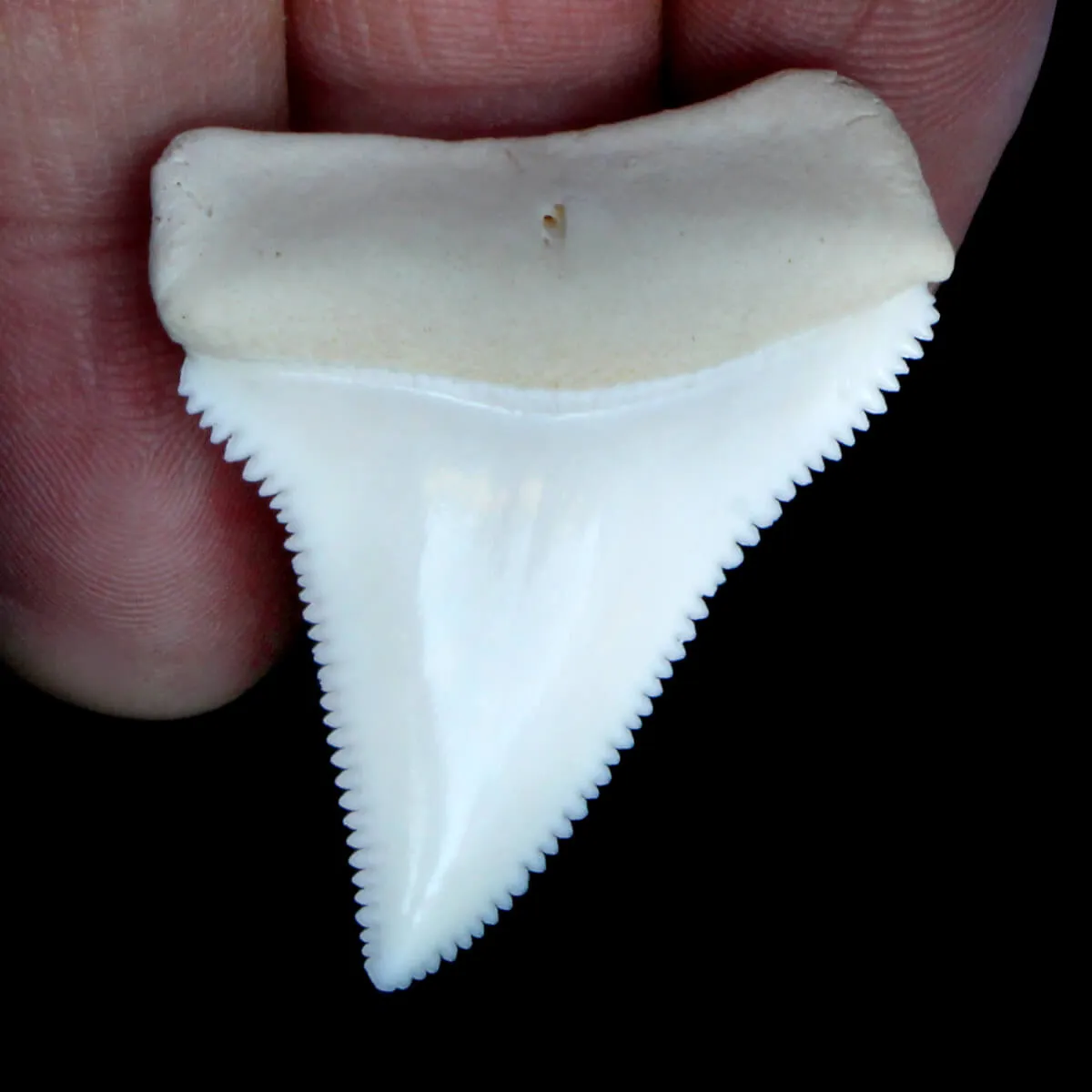 Dente Di Squalo Bianco