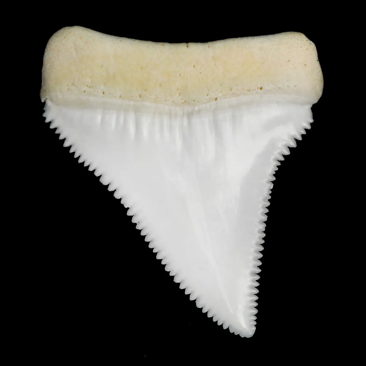 Dente Di Squalo Bianco