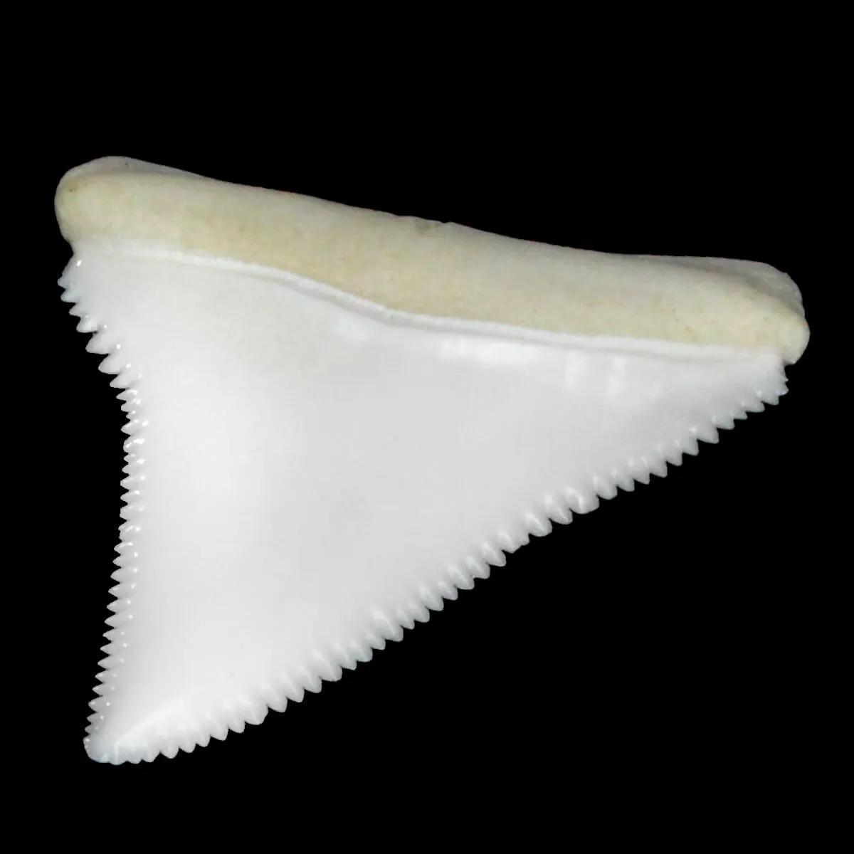 Dente Di Squalo Bianco