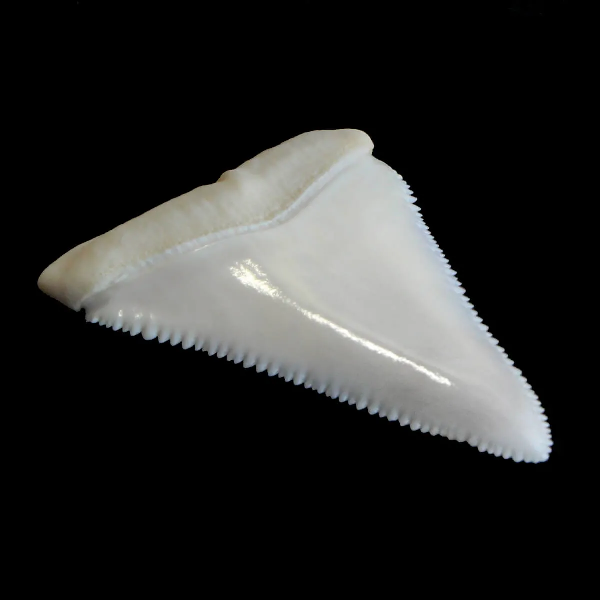 Dente Di Squalo Bianco