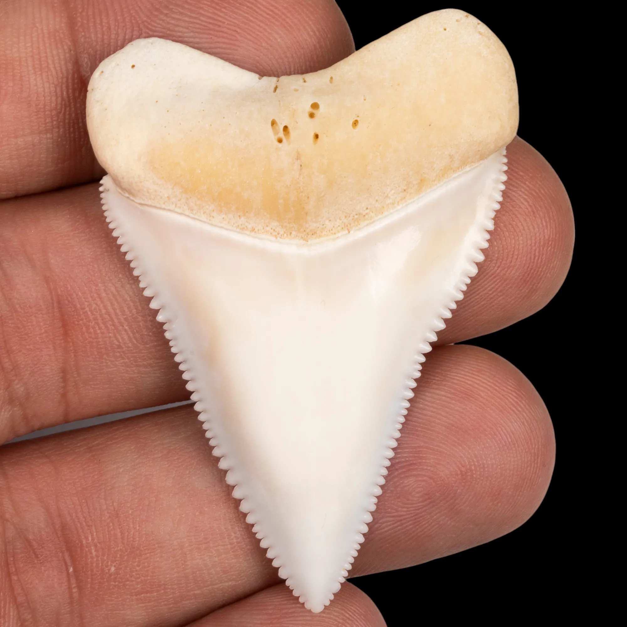 Dente anteriore centrale superiore di squalo bianco.