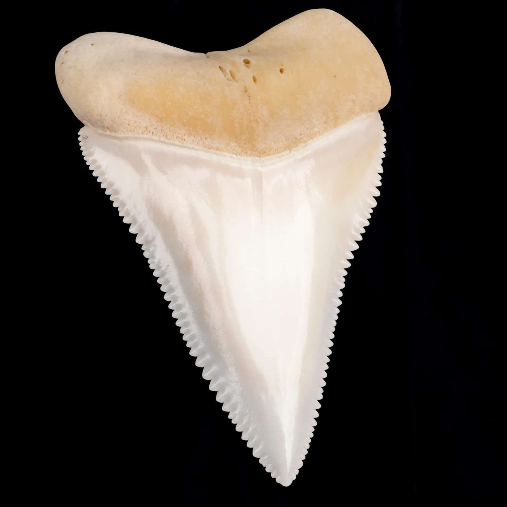Dente anteriore centrale superiore di squalo bianco.