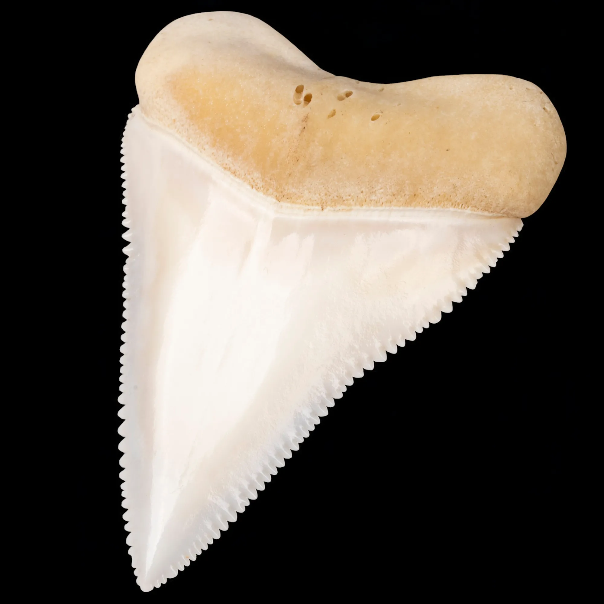 Dente anteriore centrale superiore di squalo bianco.