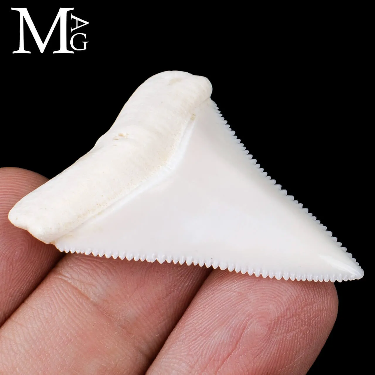 Dente di Squalo Bianco – Superiore Sinistro.