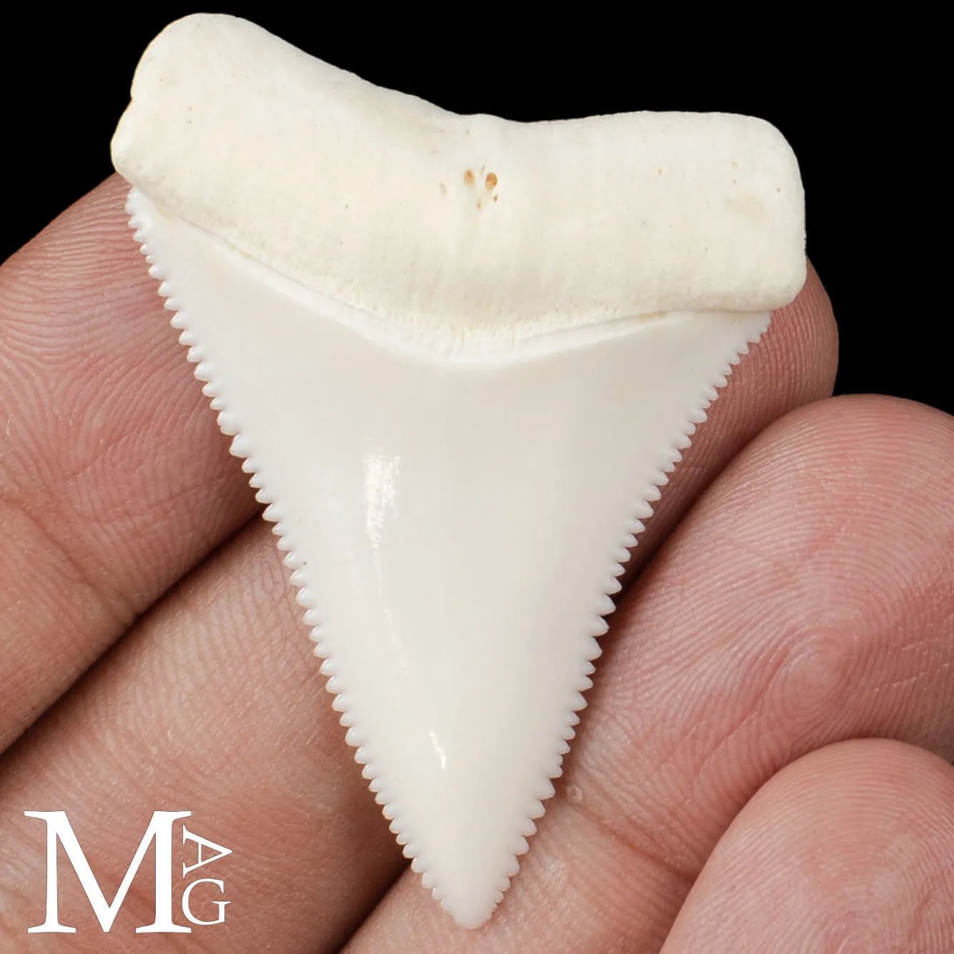 Dente di Squalo Bianco – Superiore Sinistro.