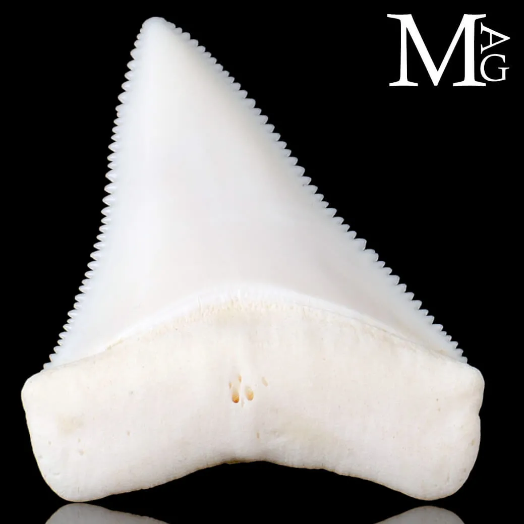 Dente di Squalo Bianco – Superiore Sinistro.
