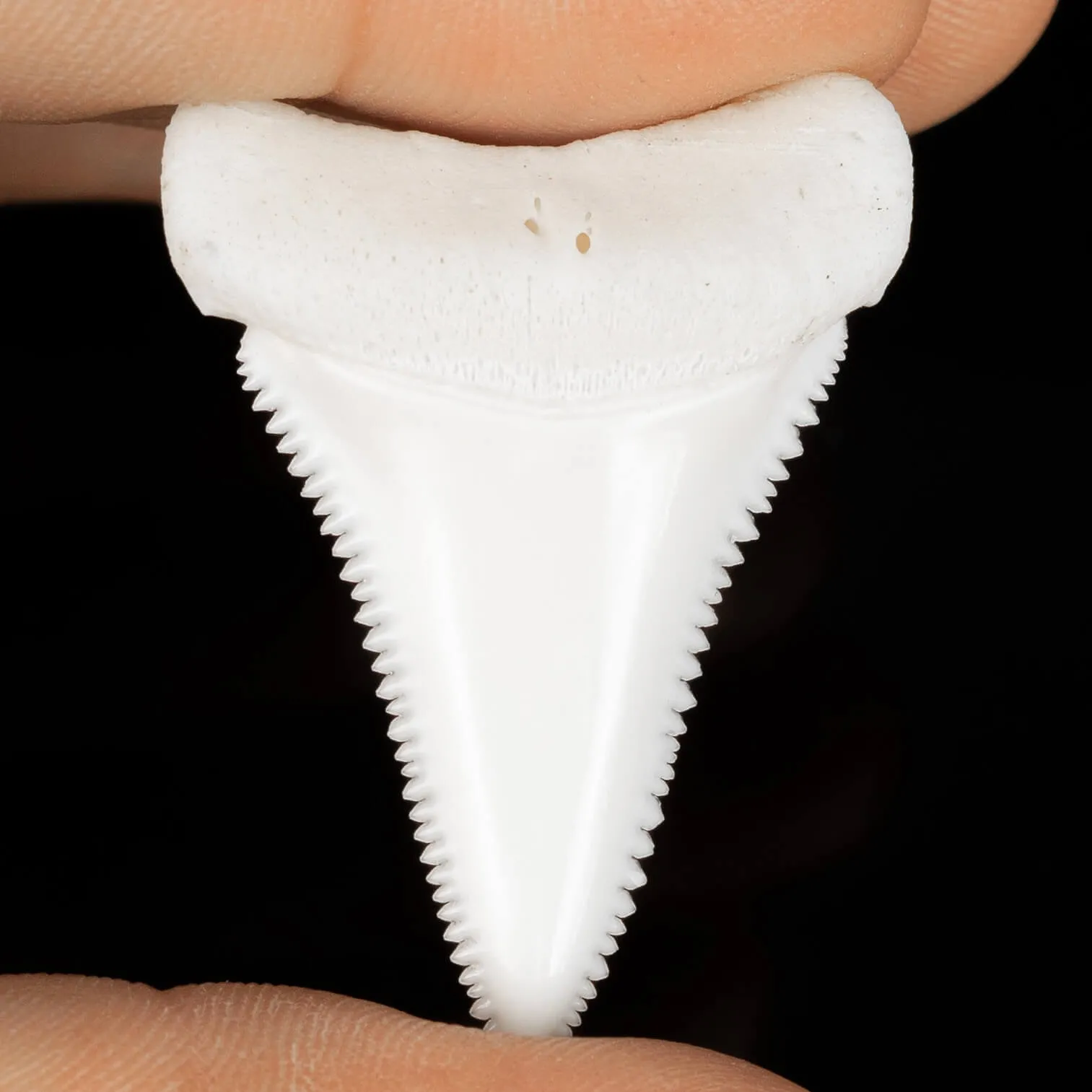 Dente Di Squalo Bianco