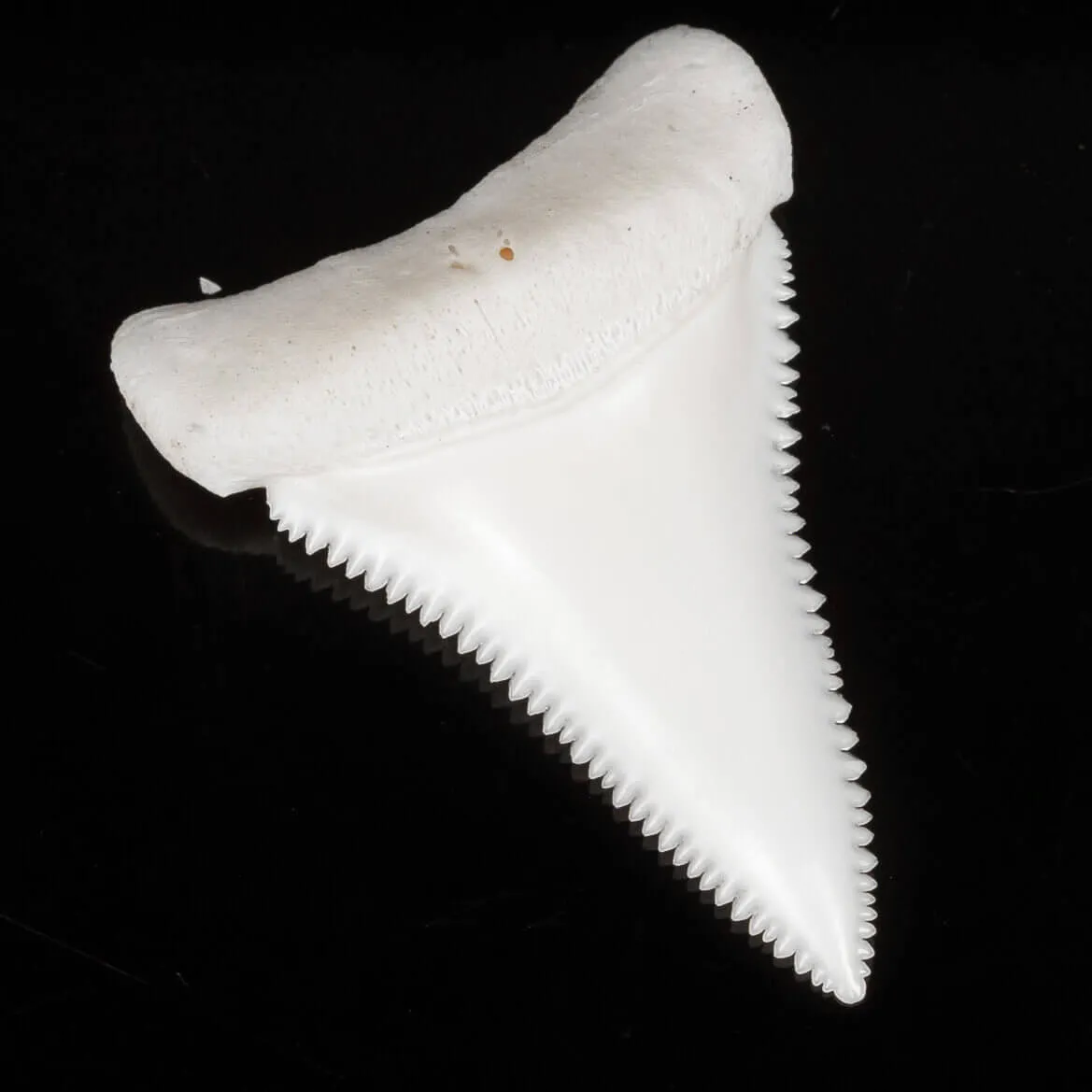 Dente Di Squalo Bianco