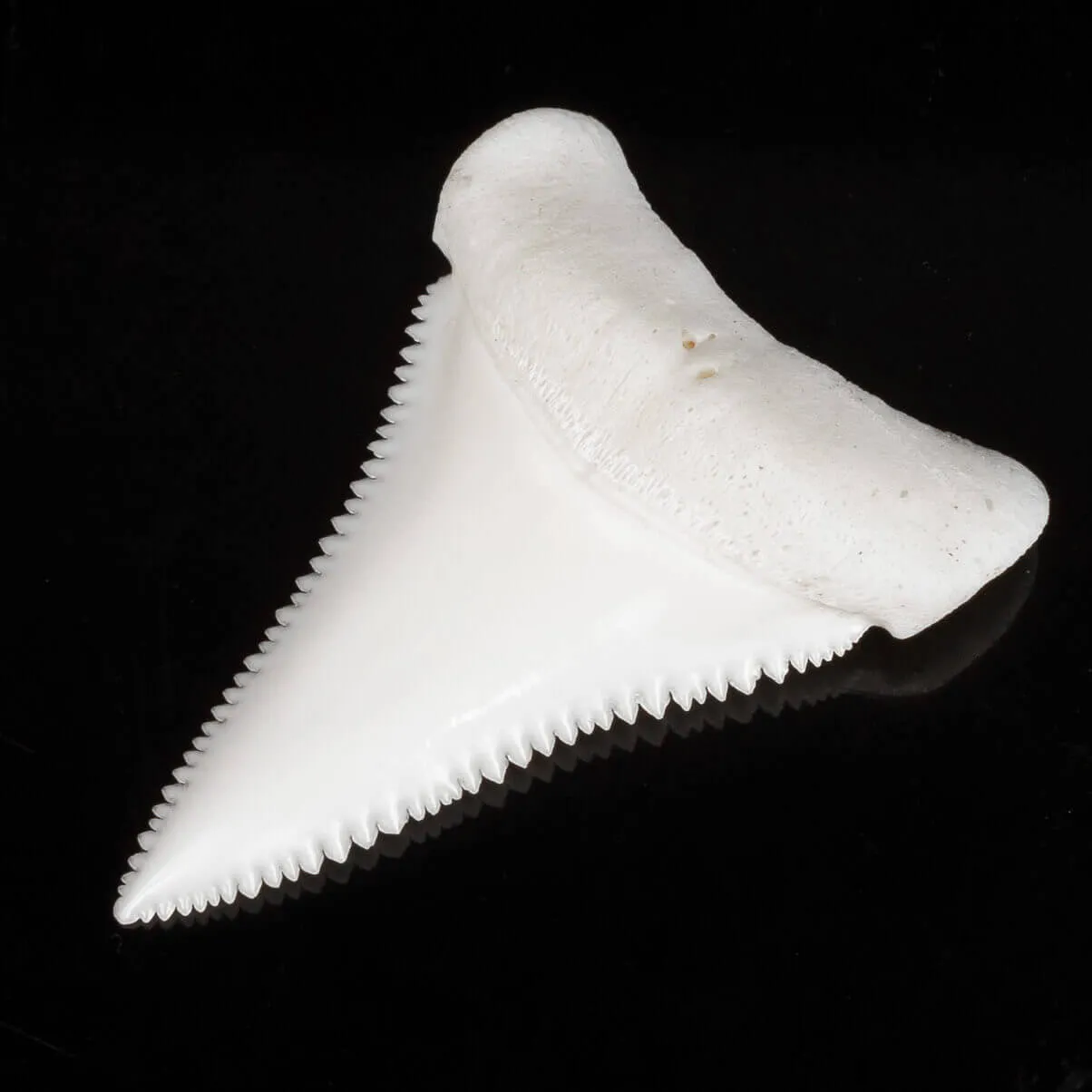 Dente Di Squalo Bianco