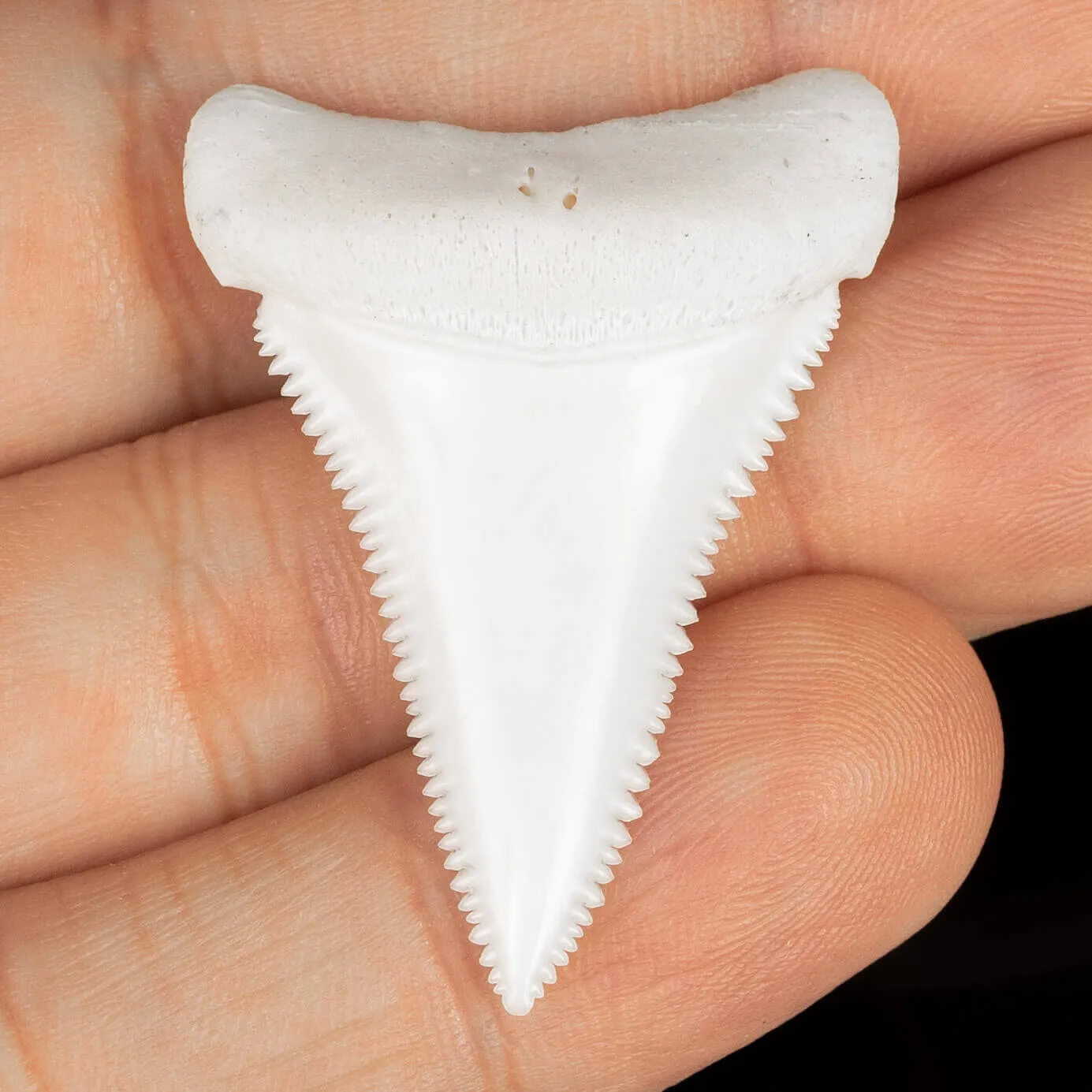 Dente Di Squalo Bianco