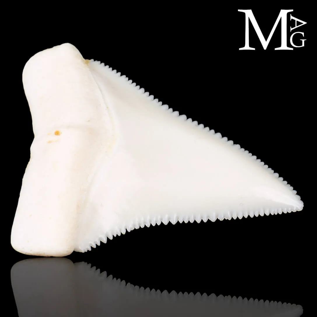Dente di Squalo Bianco – Superiore Laterale Destro