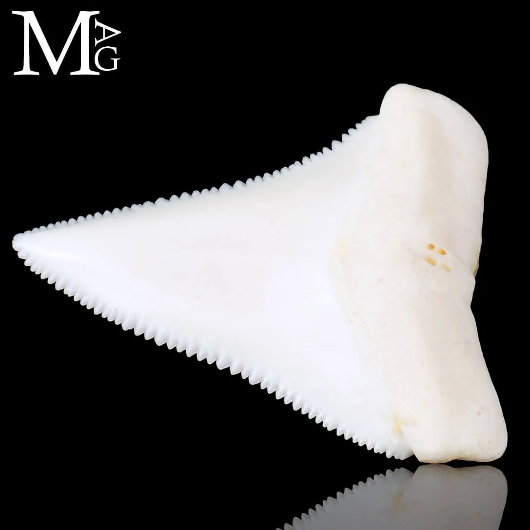 Dente di Squalo Bianco – Superiore Laterale Destro