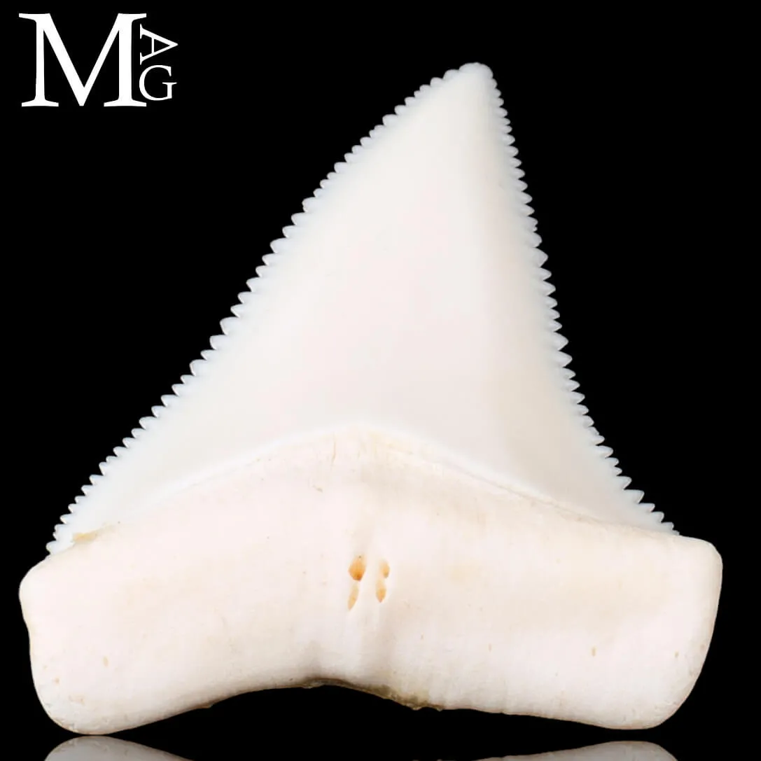 Dente di Squalo Bianco – Superiore Laterale Destro