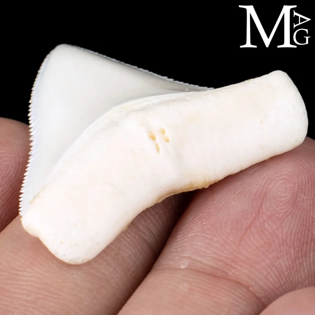Dente di Squalo Bianco – Superiore Laterale Destro