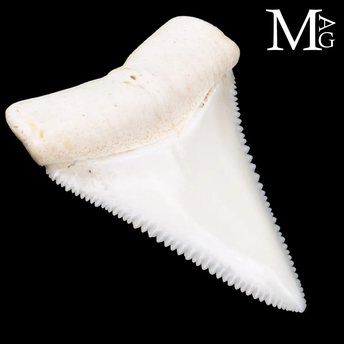 Dente di Squalo Bianco – Superiore Laterale Sinistro