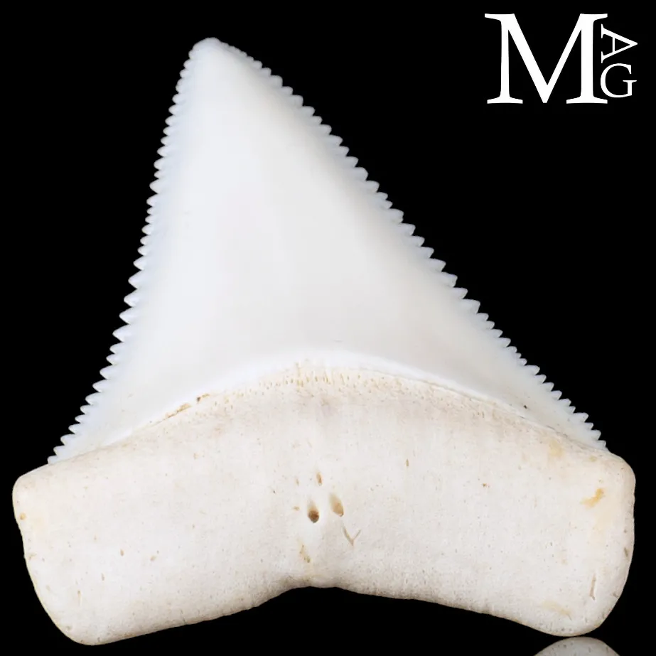 Dente di Squalo Bianco – Superiore Laterale Sinistro