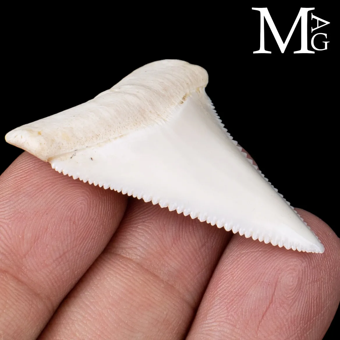 Dente di Squalo Bianco – Superiore Laterale Sinistro