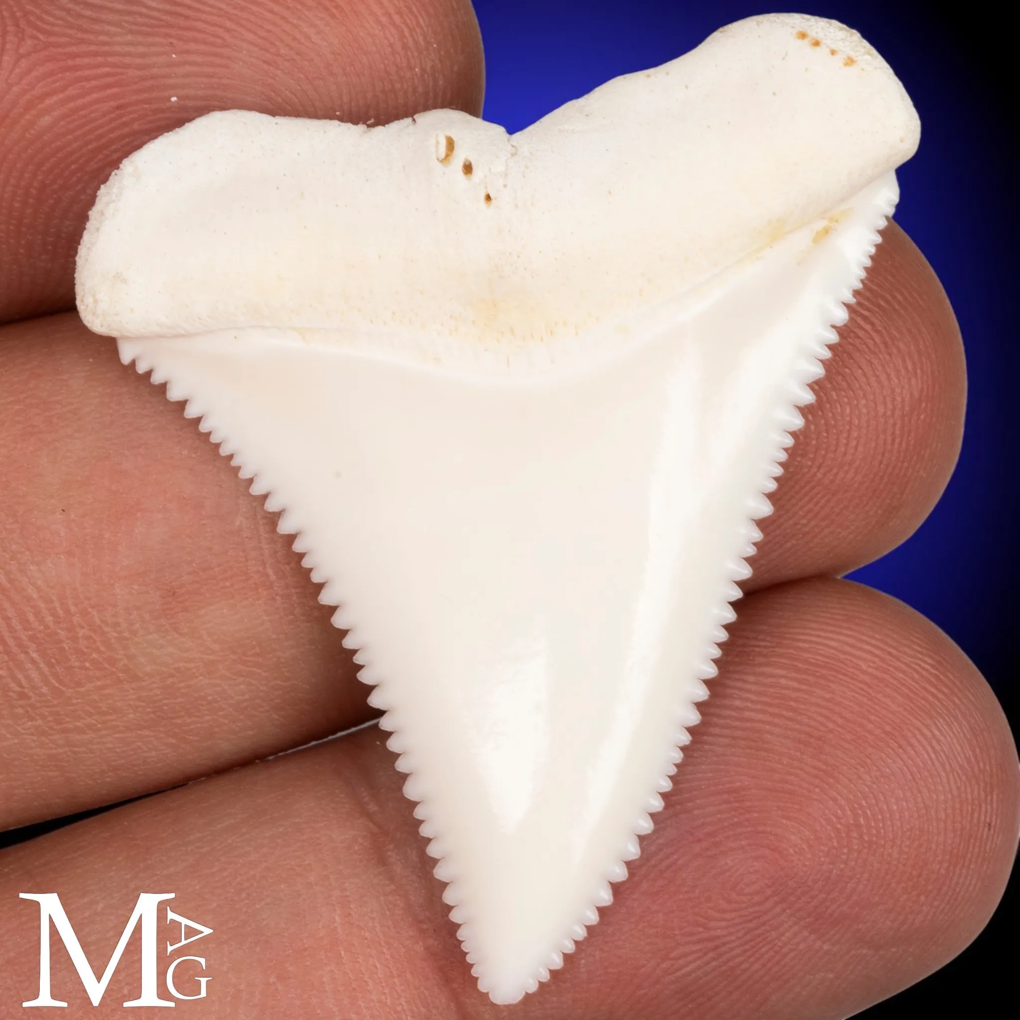 Dente di Grande Squalo Bianco - A2 Superiore Destro – 44 mm