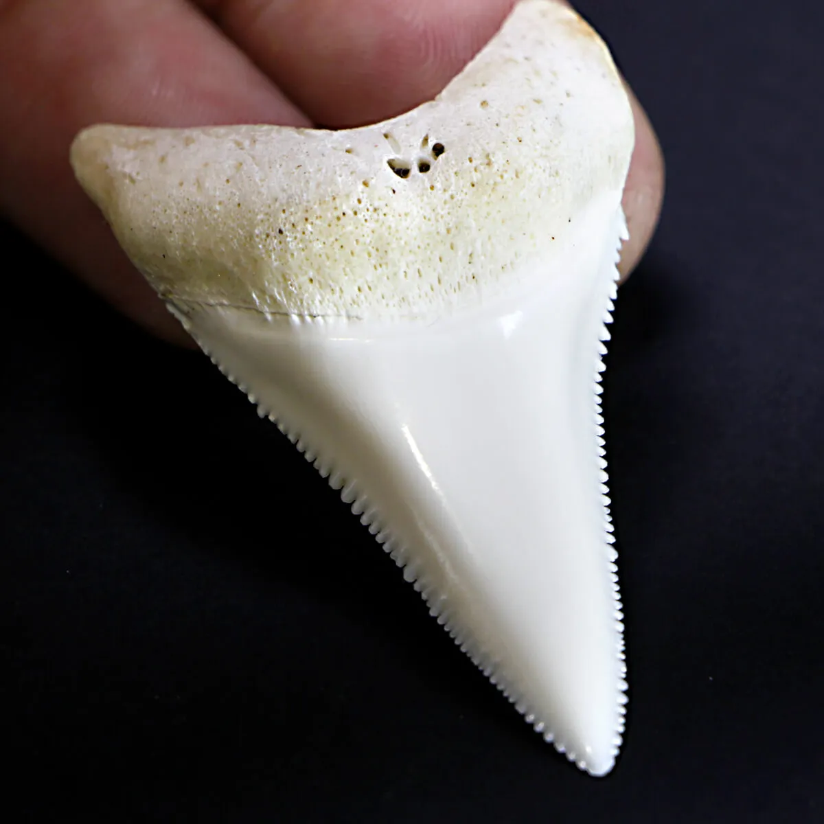 Dente di Squalo Bianco 