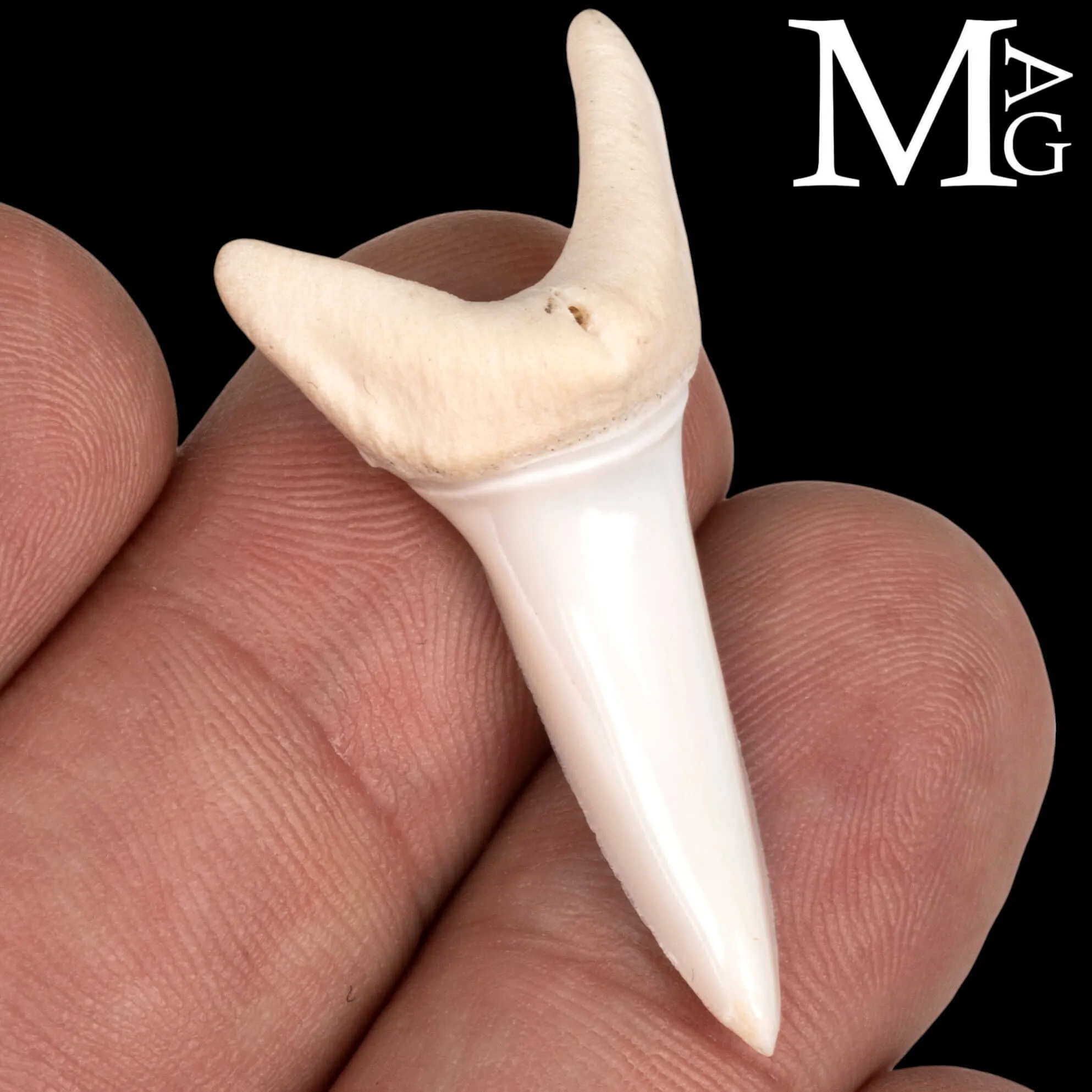Dente di Squalo Mako - Anteriore Superiore 42,5 mm