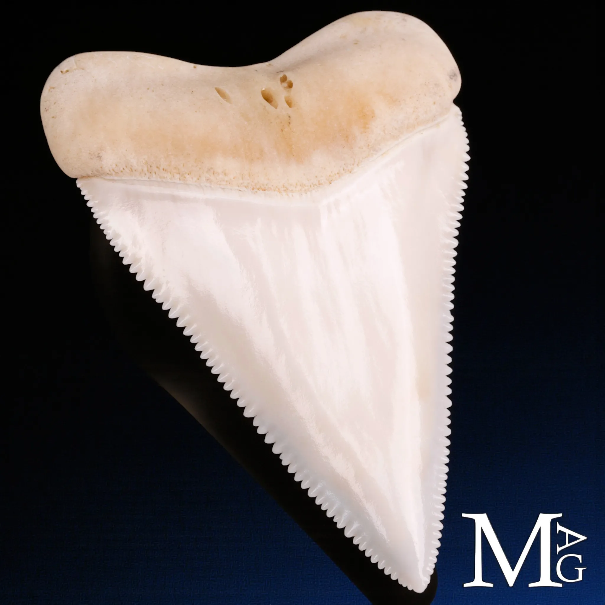 Dente Superiore Anteriore di Grande Squalo Bianco