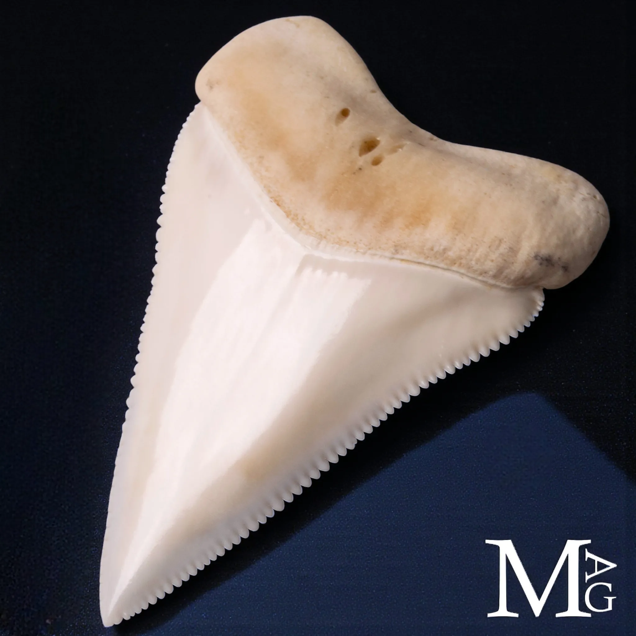 Dente Superiore Anteriore di Grande Squalo Bianco