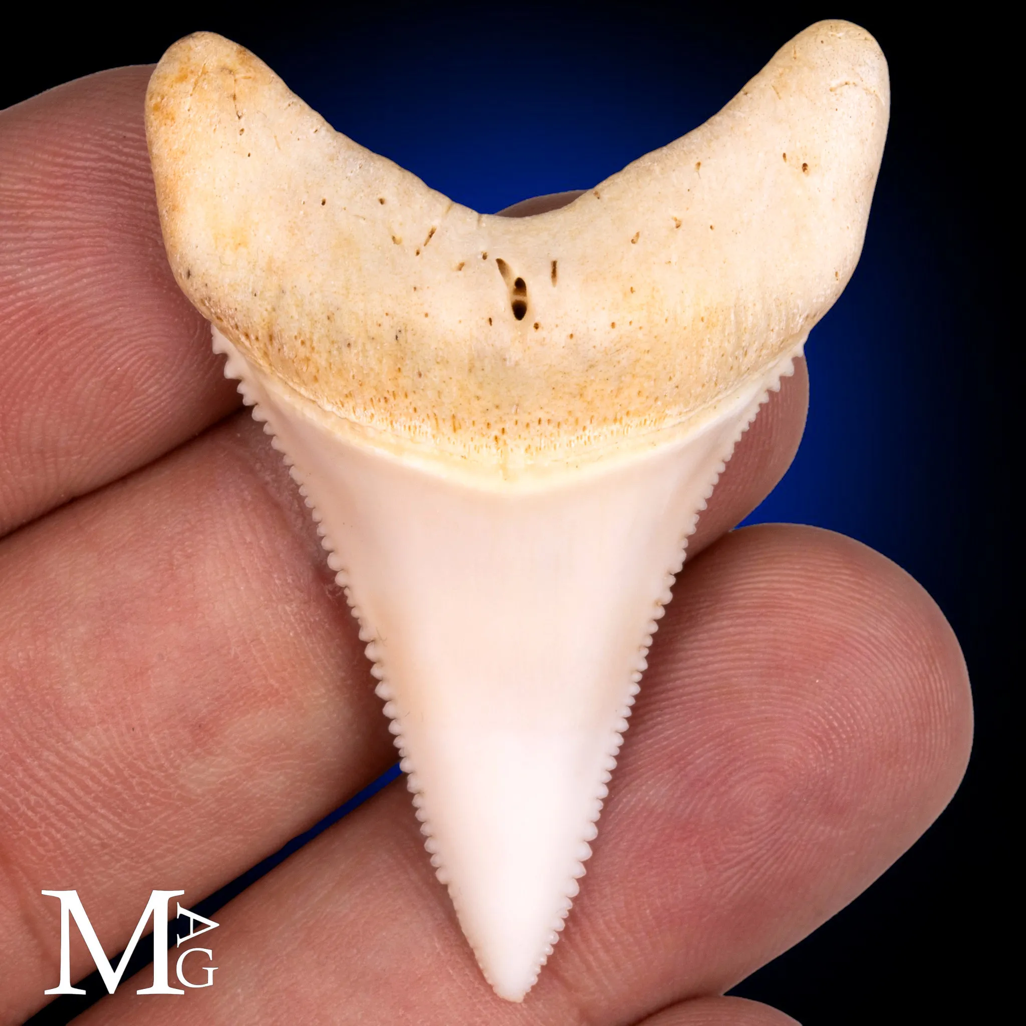 Dente di Grande Squalo Bianco - Inferiore Anteriore