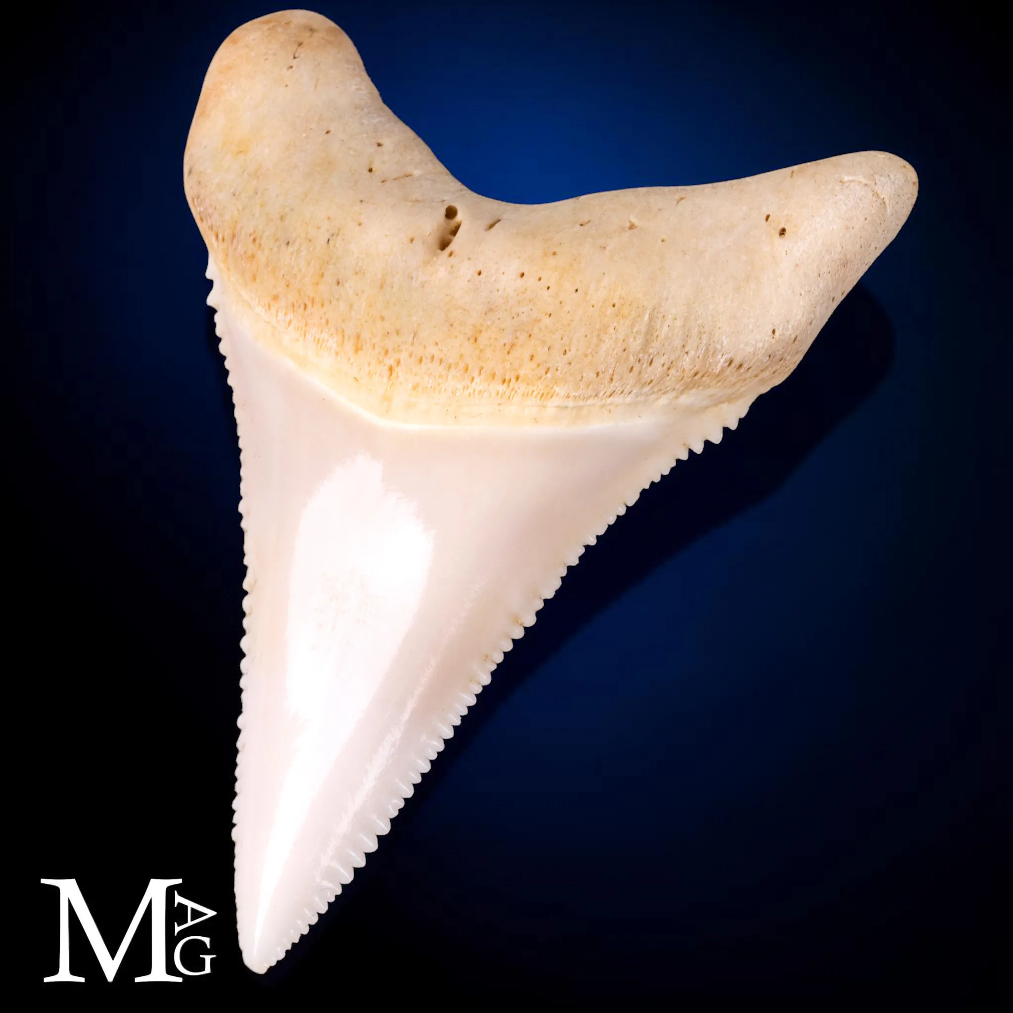 Dente di Grande Squalo Bianco - Inferiore Anteriore