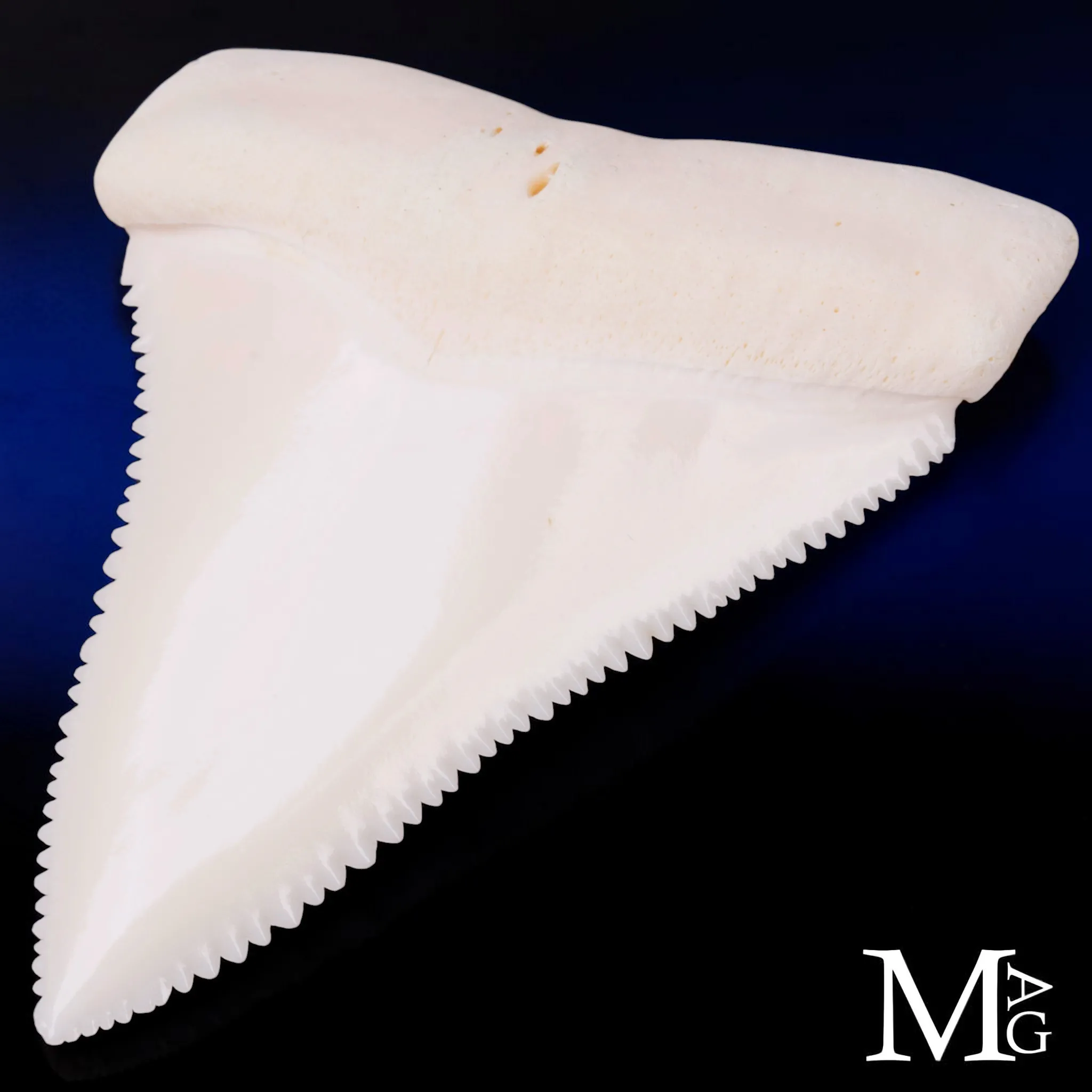 Dente di Grande Squalo Bianco -Primo Laterale Destro.