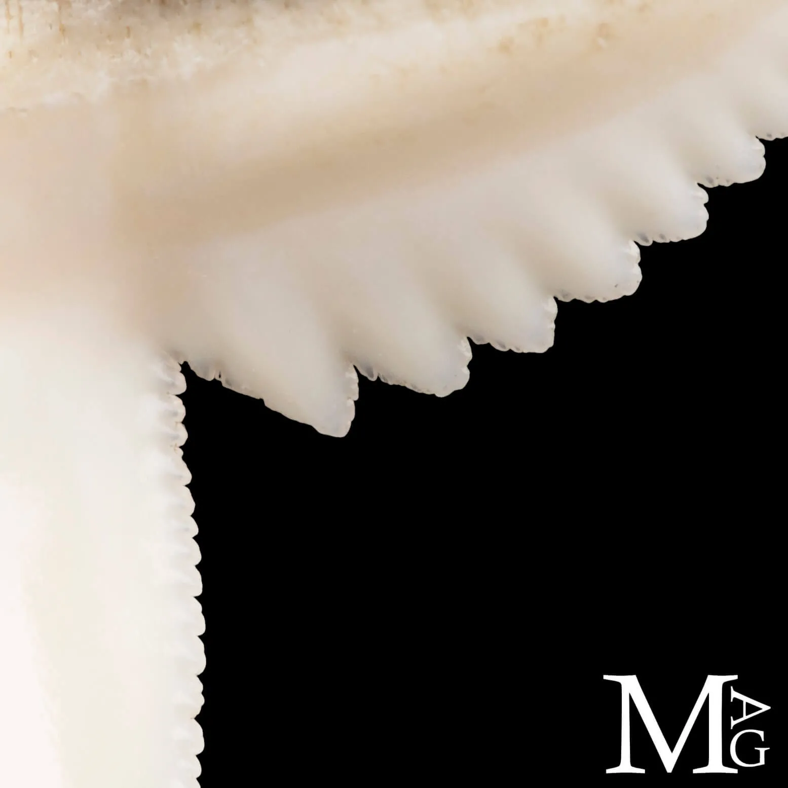Ciondolo con Dente di Squalo Tigre in Argento 925