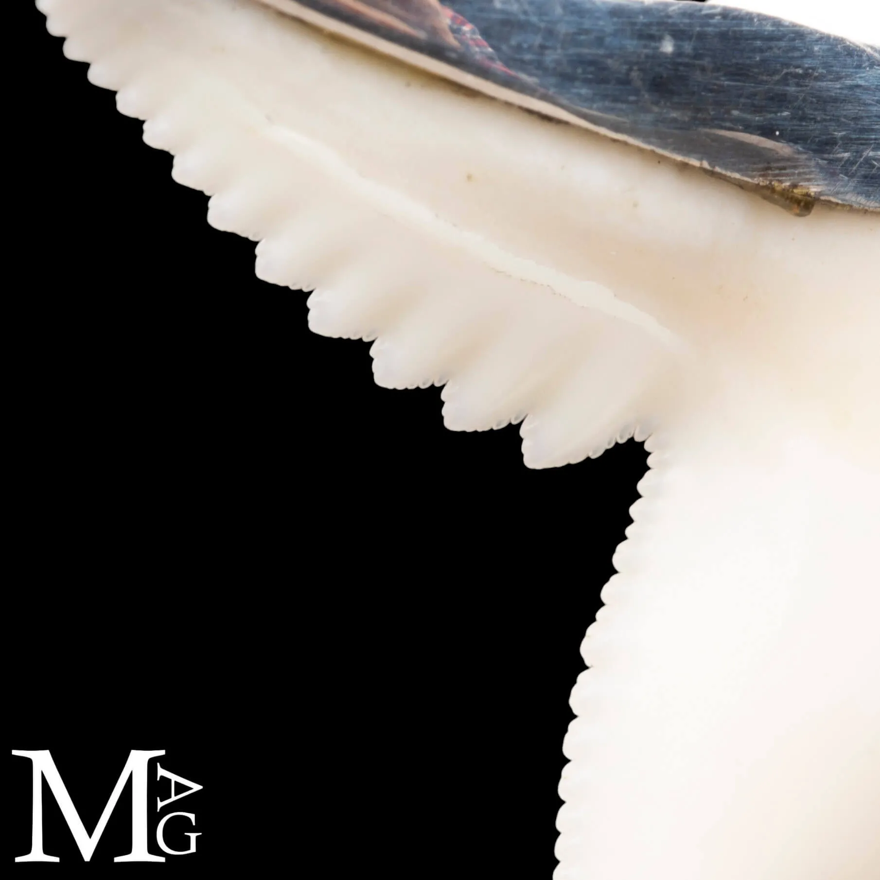 Ciondolo con Dente di Squalo Tigre in Argento 925.