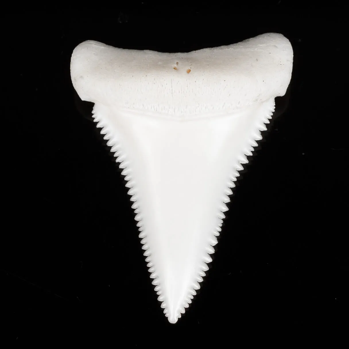 Dente di Squalo Bianco