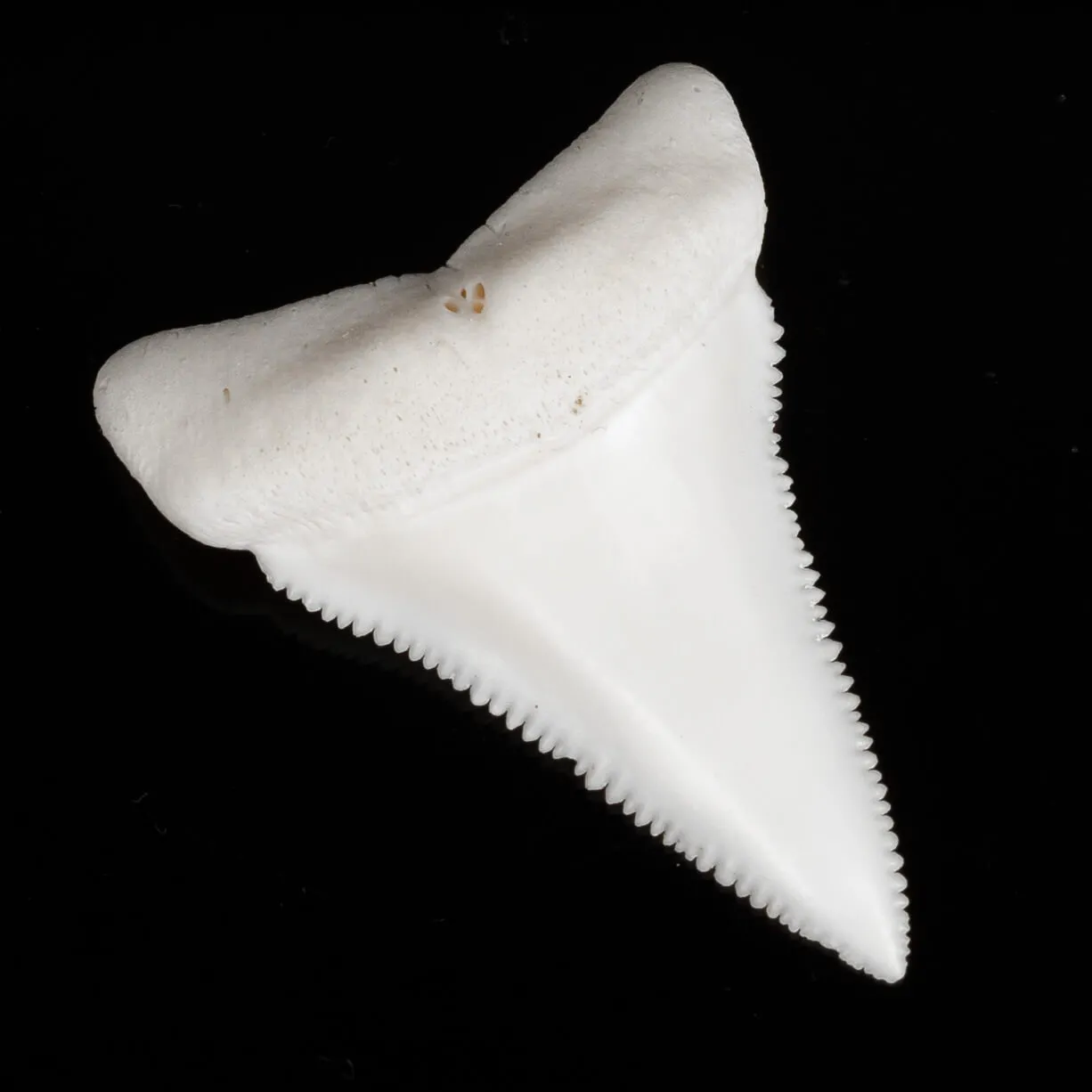Dente di Squalo Bianco
