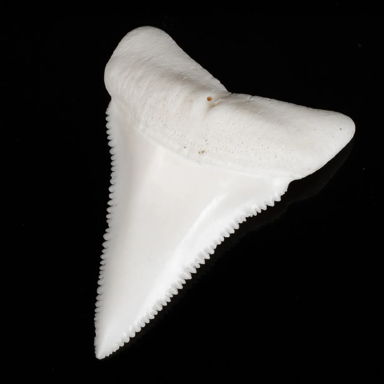 Dente di Squalo Bianco