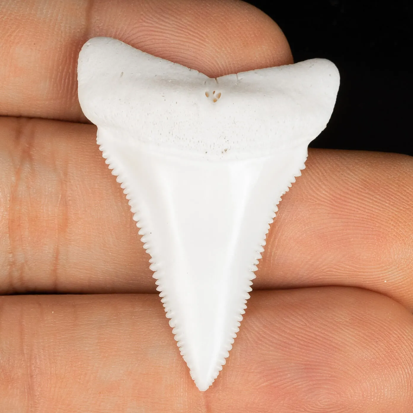 Dente di Squalo Bianco