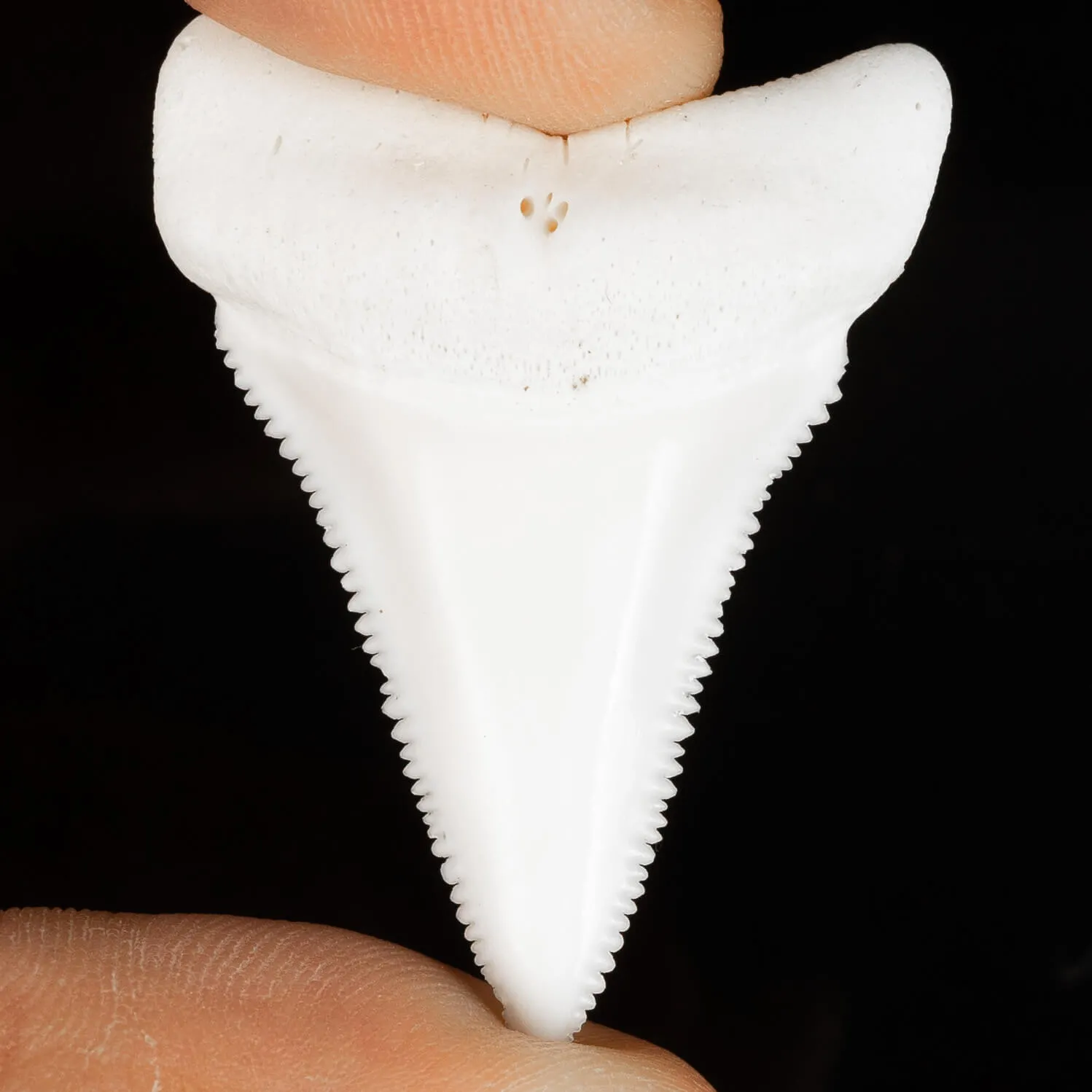 Dente di Squalo Bianco