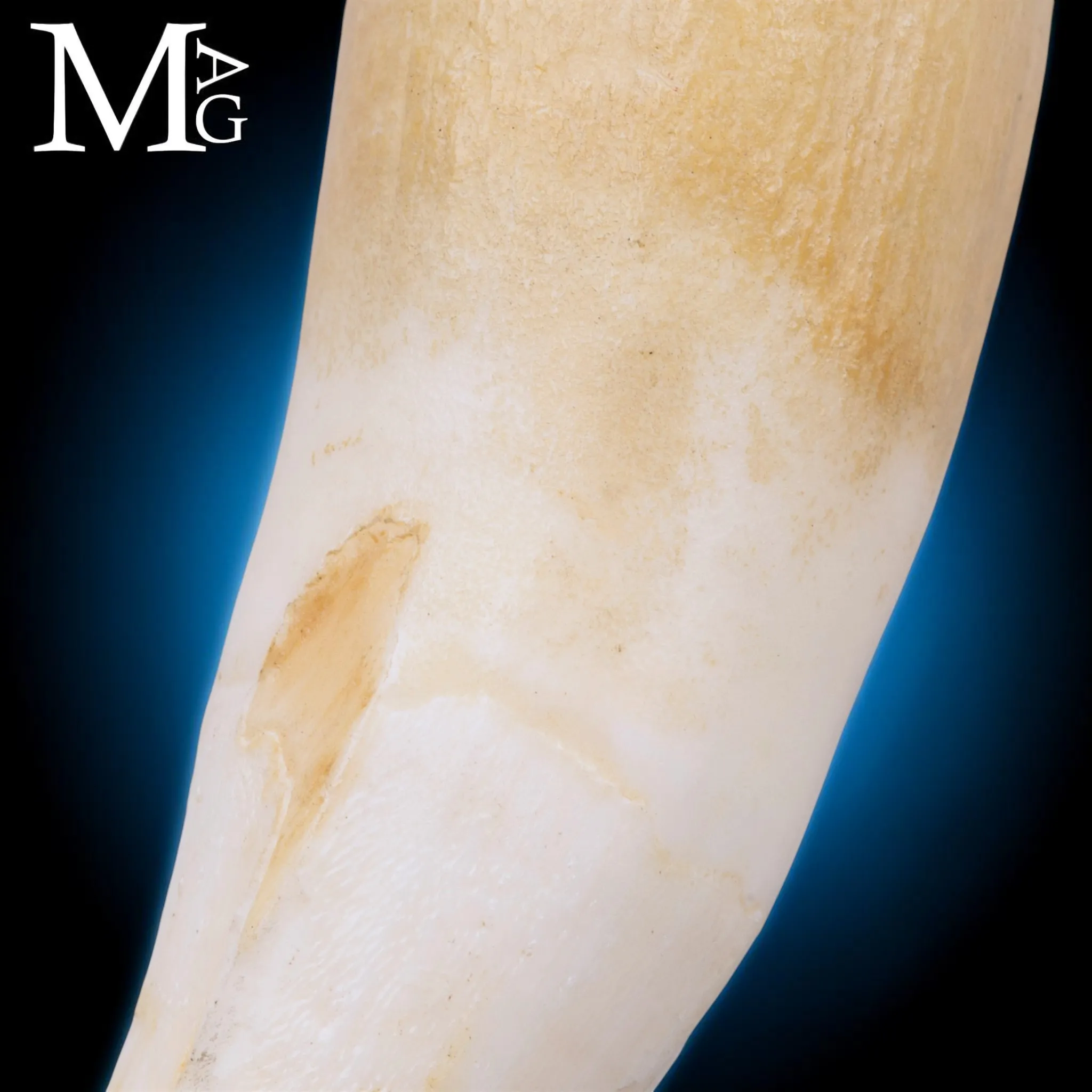 Pendente Talismano con Dente Naturale.